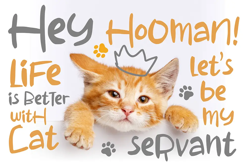 A cute orange kitten peeks over a white surface with playful text surrounding it that reads: “Hey Hooman! Life is better with Cat, let’s be my servant.” The text uses a hand-drawn, childlike font in warm orange and gray colors, with paw prints and a sketched crown above the kitten’s head.