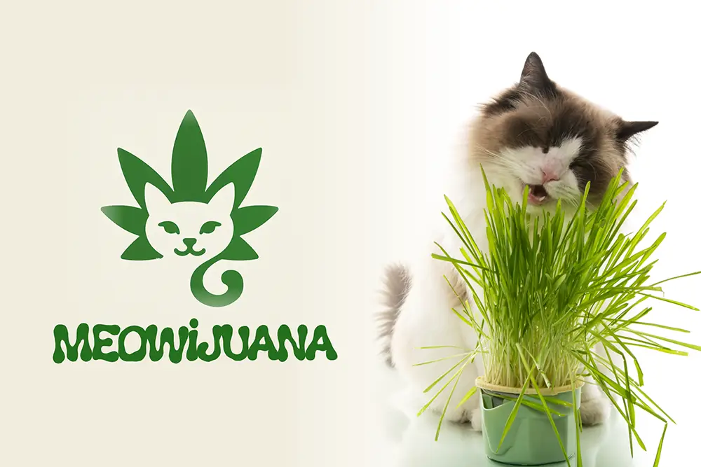 A playful green logo with a cat face integrated into a marijuana leaf shape, accompanied by the text “MEOWJUANA” in a bold, organic-style font. A fluffy cat is shown next to it, happily chewing on fresh cat grass.